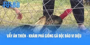 Vẩy Án Thiên - Khám Phá Giống Gà Độc Đáo Vi Diệu